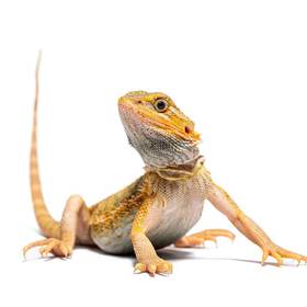 Bearded Dragon