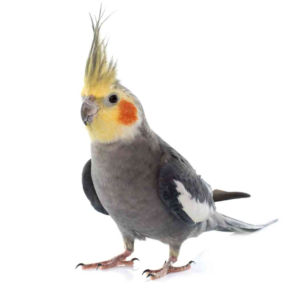 Image of a pet breed in the gallery