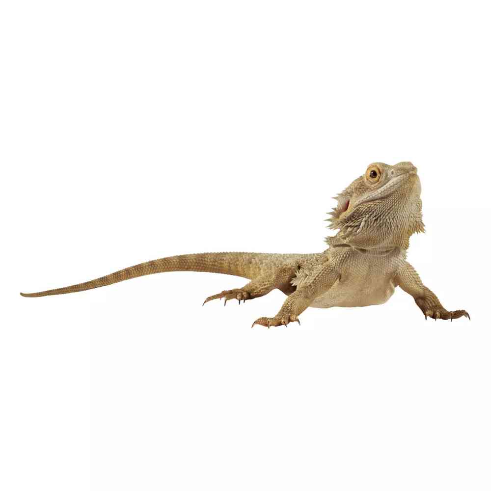 Image of a pet breed in the gallery
