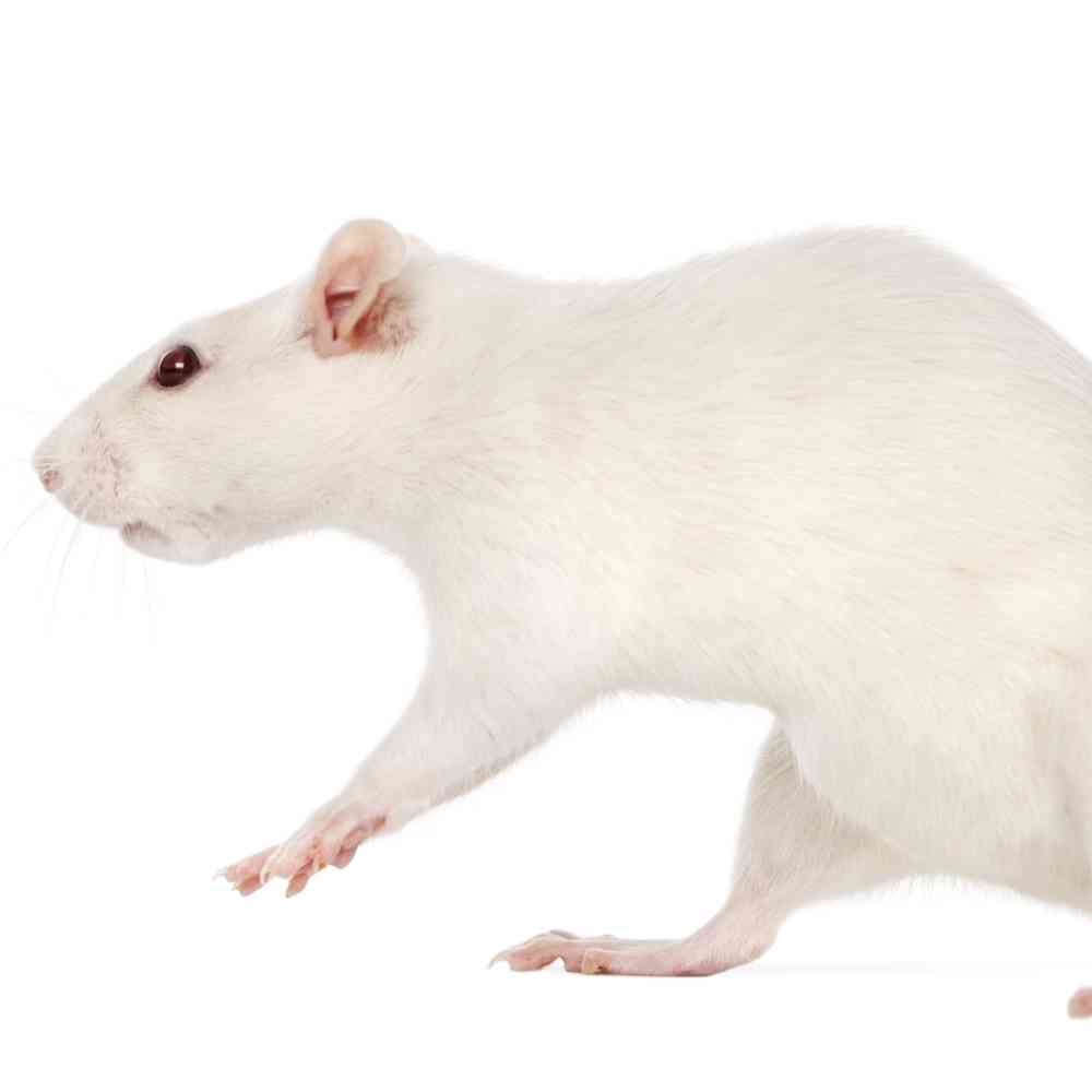 Image of a pet breed in the gallery
