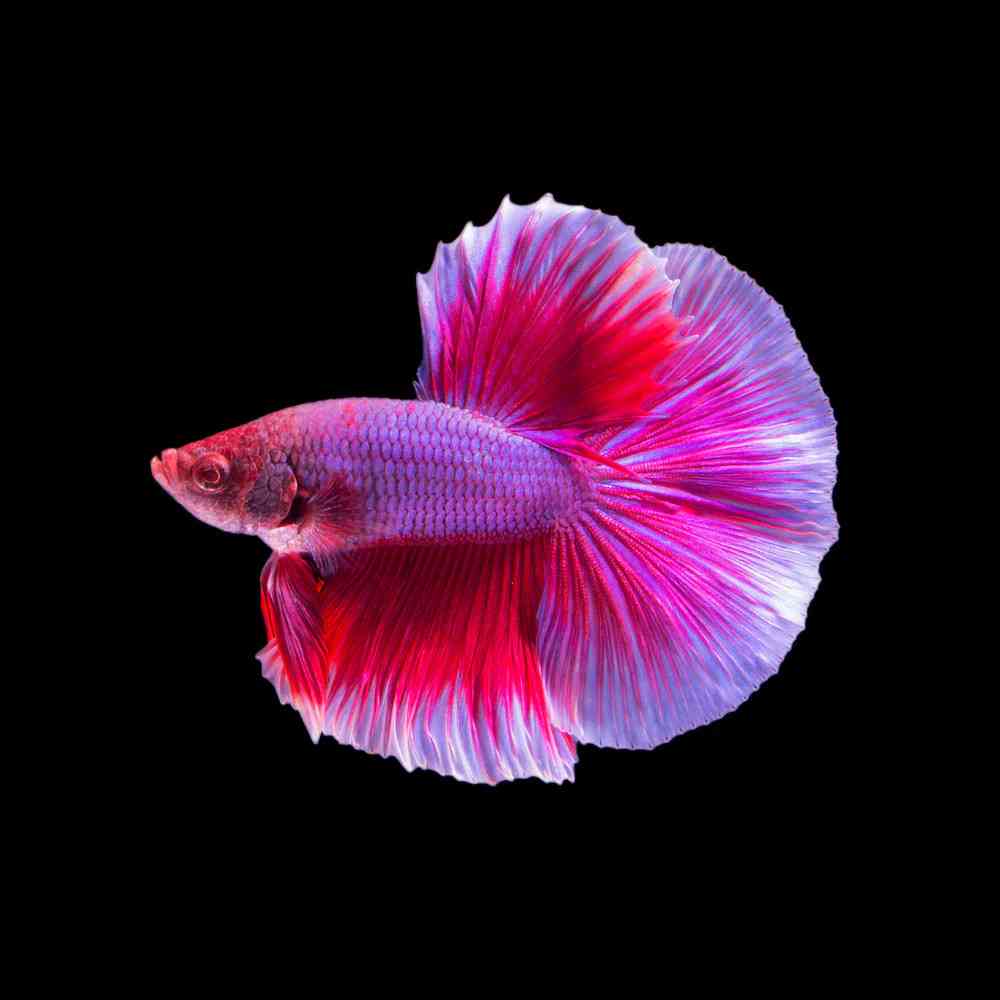 Image of a pet breed in the gallery