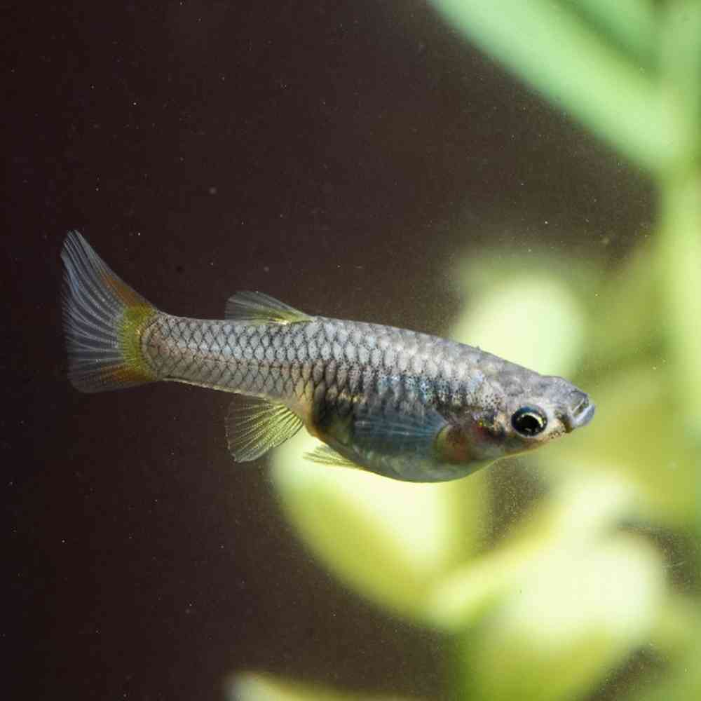 Image of a pet breed in the gallery