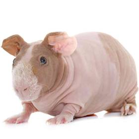 Skinny Pig