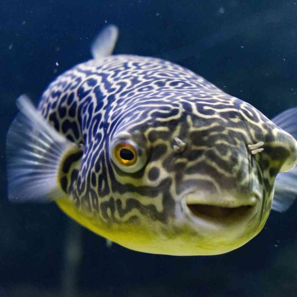 Image of a pet breed in the gallery