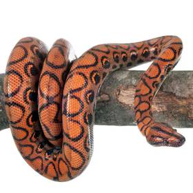 Brazilian Rainbow Boa