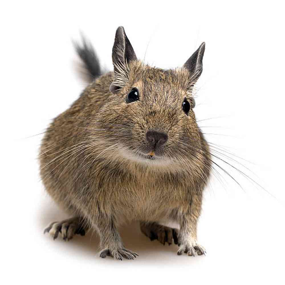 Image of a pet breed in the gallery
