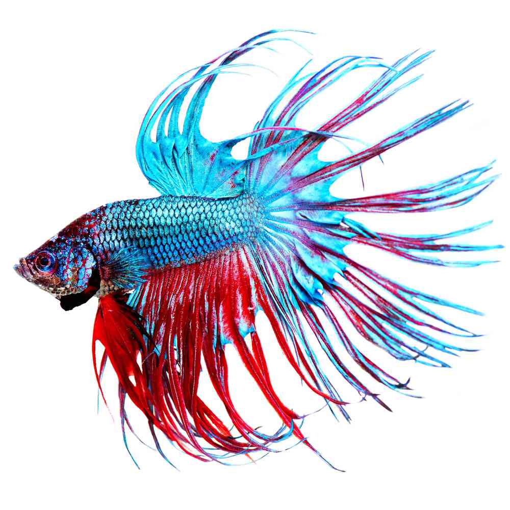 Image of a pet breed in the gallery
