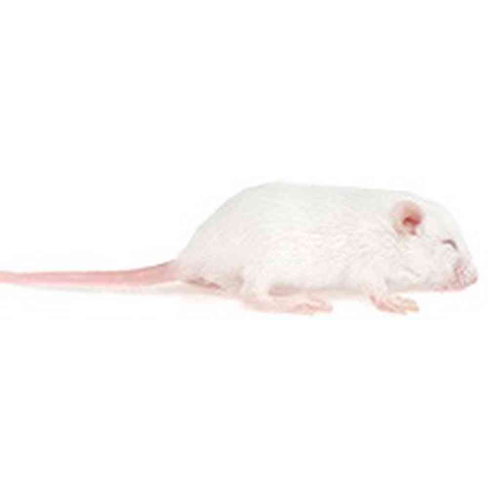 Image of a pet breed in the gallery