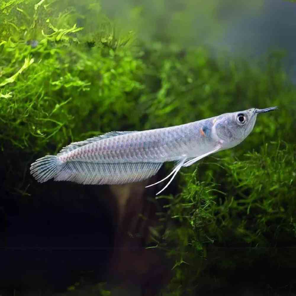 Image of a pet breed in the gallery