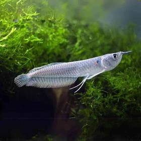 Arowana