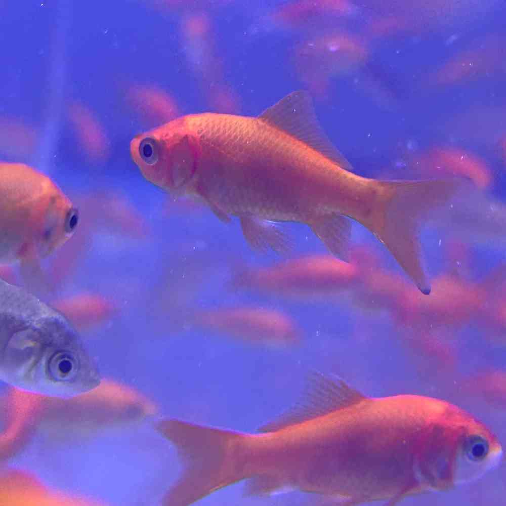 Image of a pet breed in the gallery