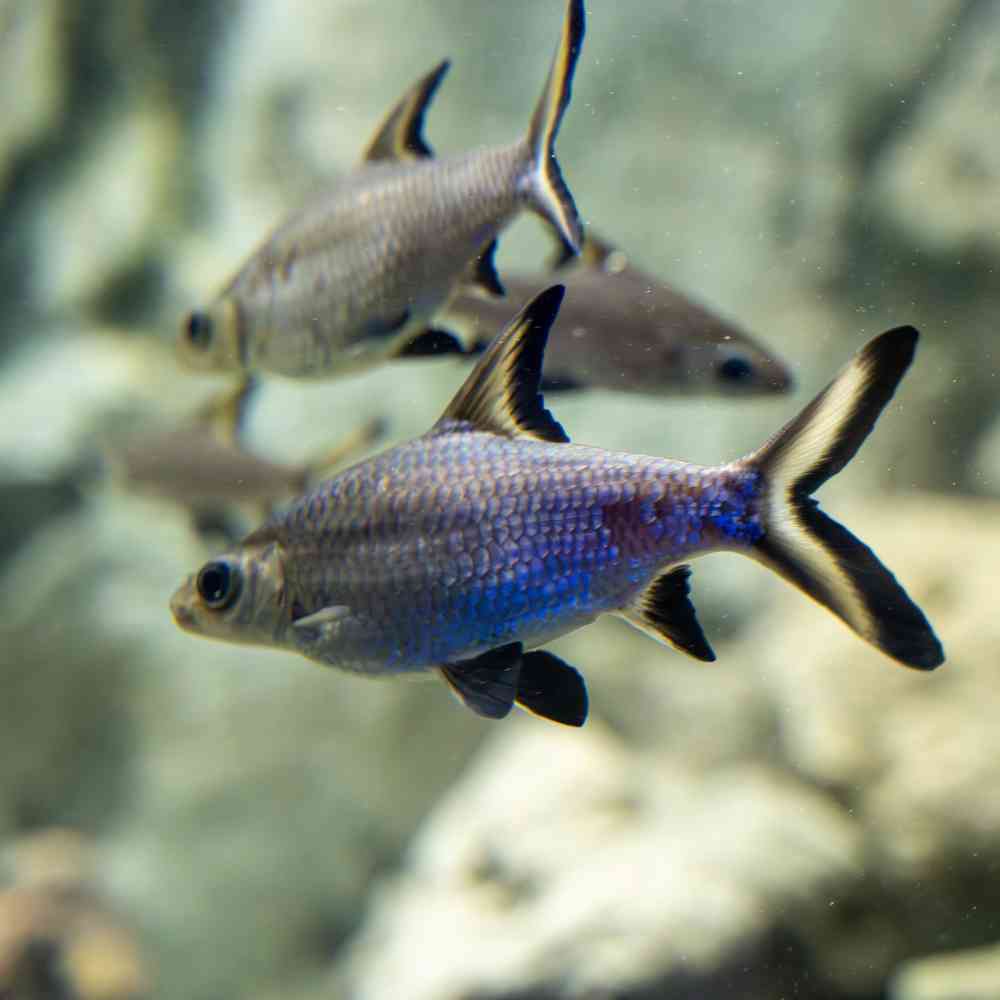 Image of a pet breed in the gallery