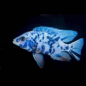African Cichlid