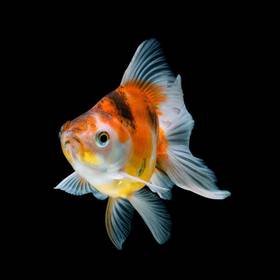 Fancy Goldfish