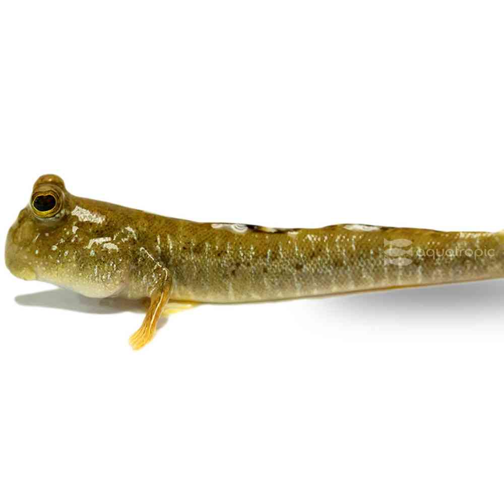Image of a pet breed in the gallery