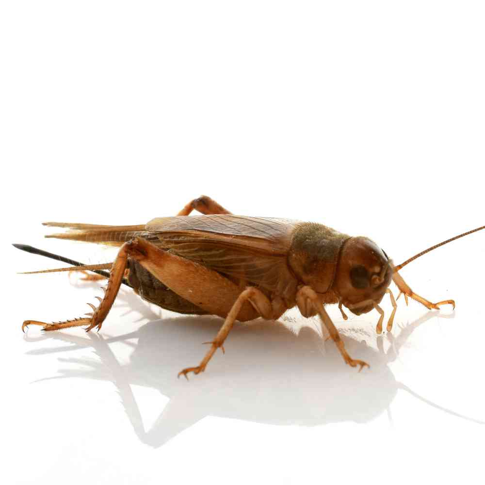 Image of a pet breed in the gallery
