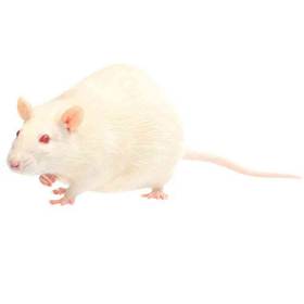 Live/Frozen Jumbo Rat