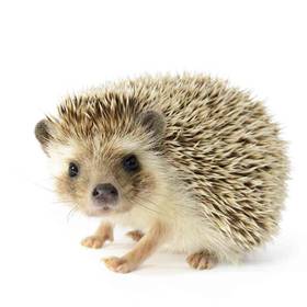 Hedgehog