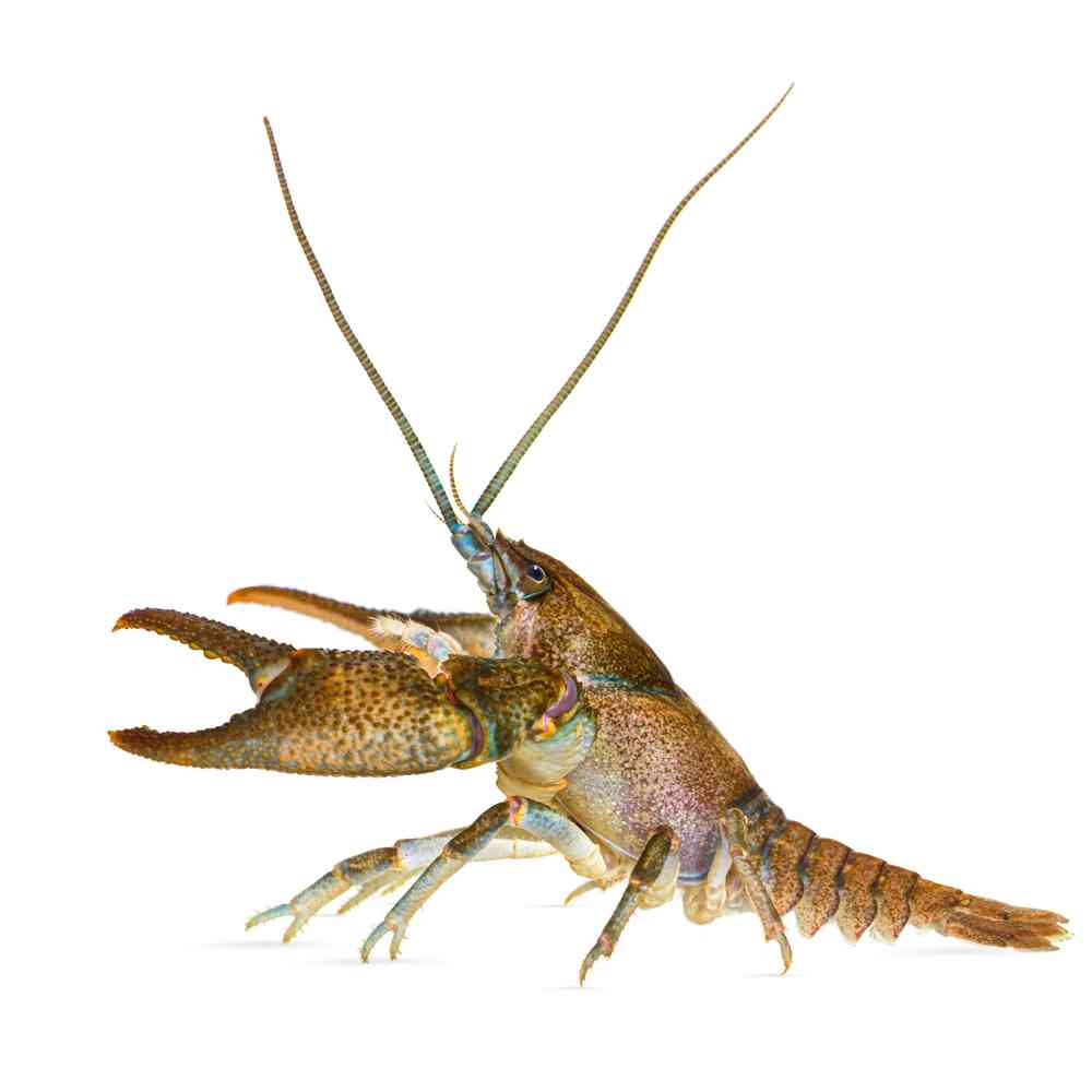 Image of a pet breed in the gallery