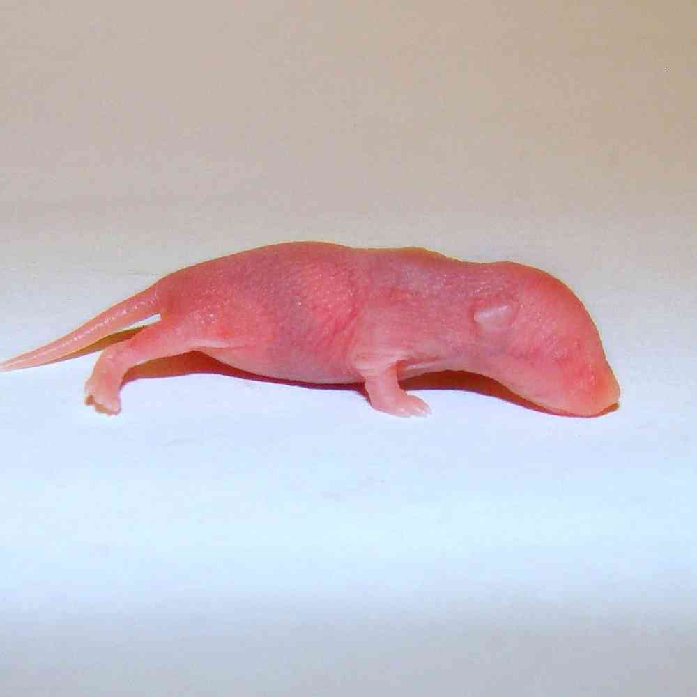 Image of a pet breed in the gallery