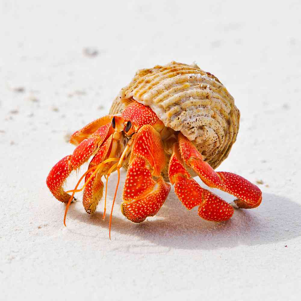 Image of a pet breed in the gallery