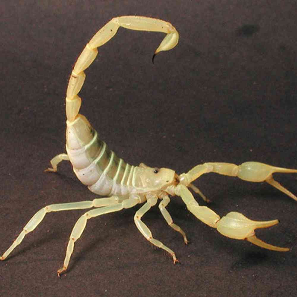 Image of a pet breed in the gallery