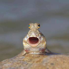 Mudskipper