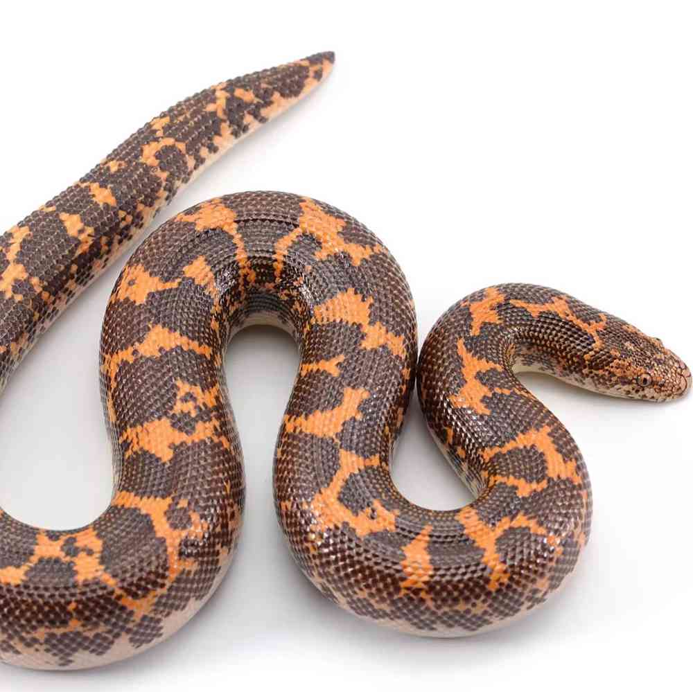 Image of a pet breed in the gallery