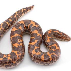 Sand Boa