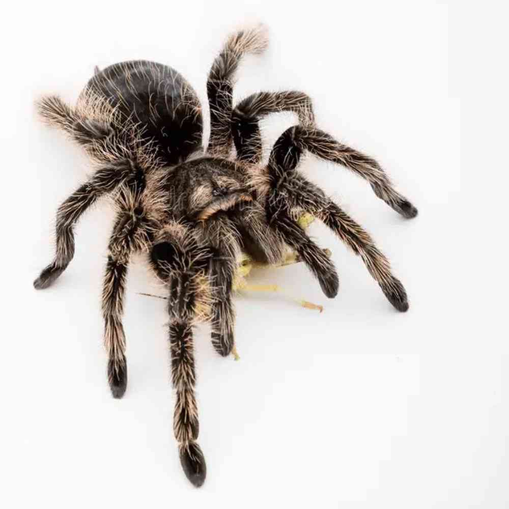 Image of a pet breed in the gallery