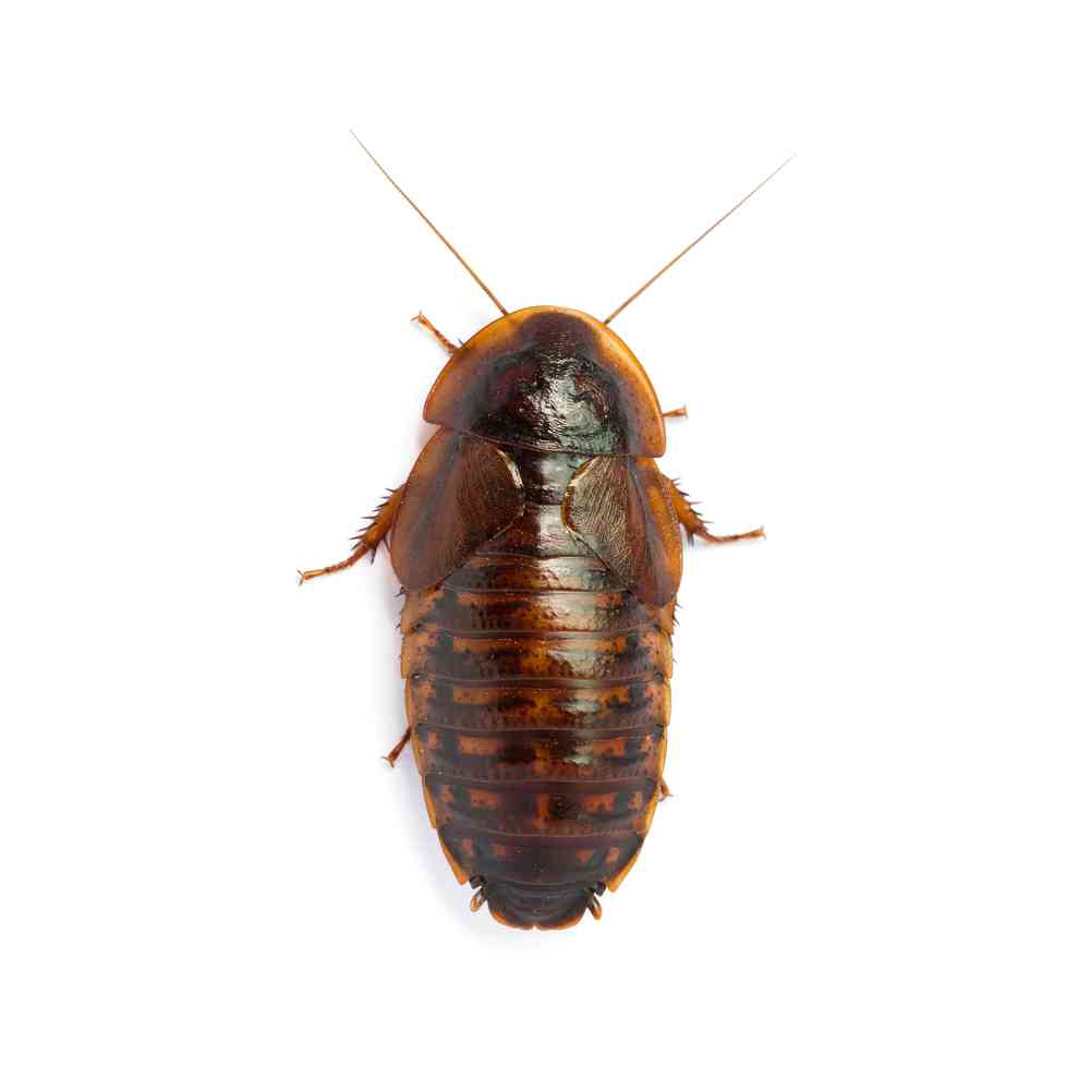 Image of a pet breed in the gallery