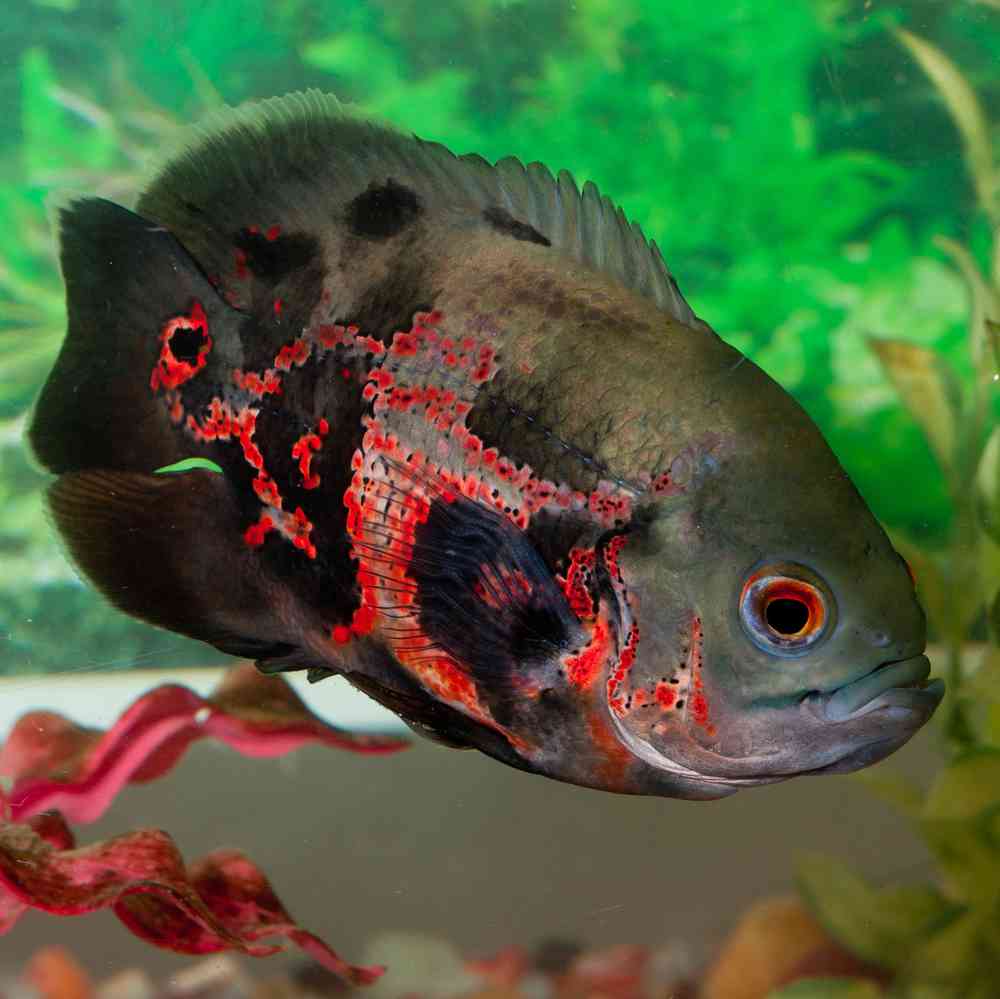 Image of a pet breed in the gallery
