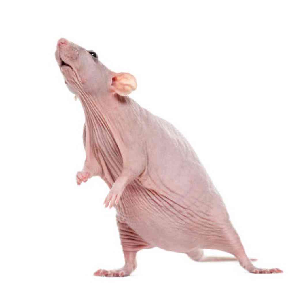Image of a pet breed in the gallery