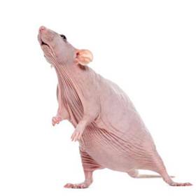 Hairless Rat
