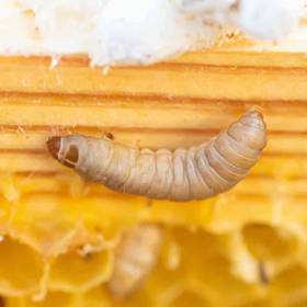 12 Waxworms