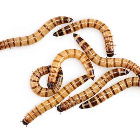 25 mega-superworms