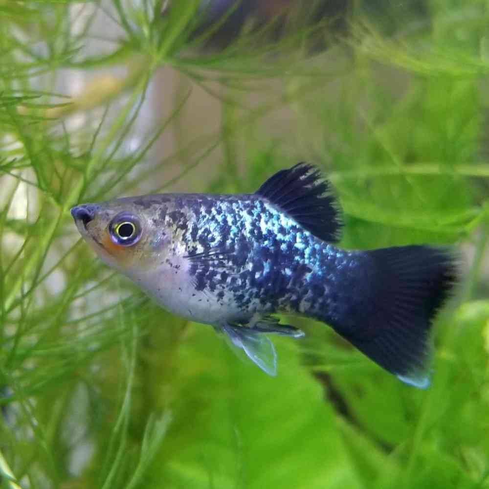Image of a pet breed in the gallery