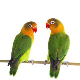 Lovebird
