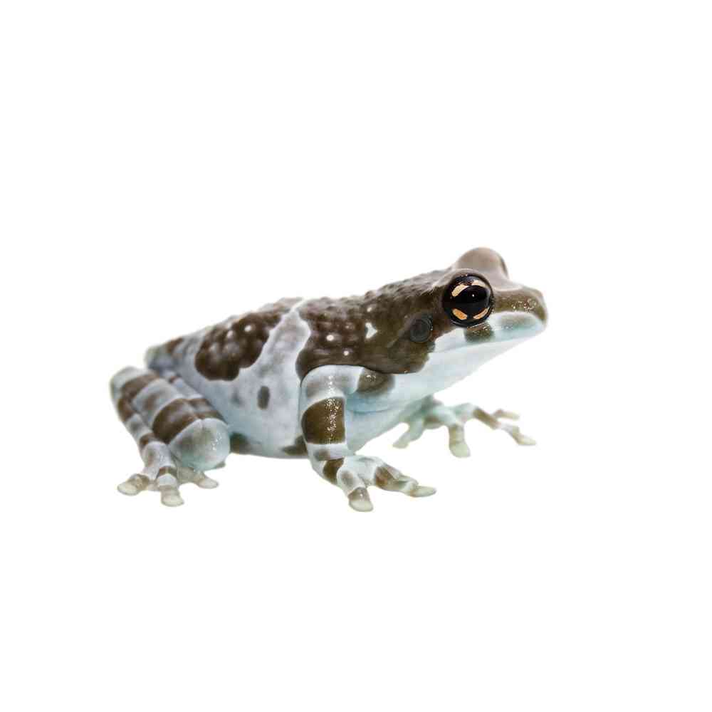 Image of a pet breed in the gallery