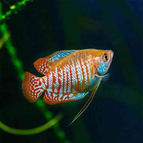 Gourami