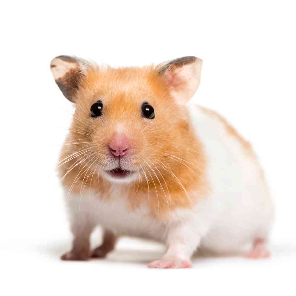 Image of a pet breed in the gallery