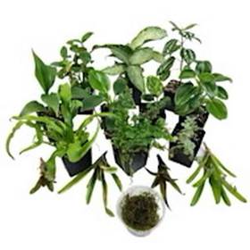 Live Reptile Plants