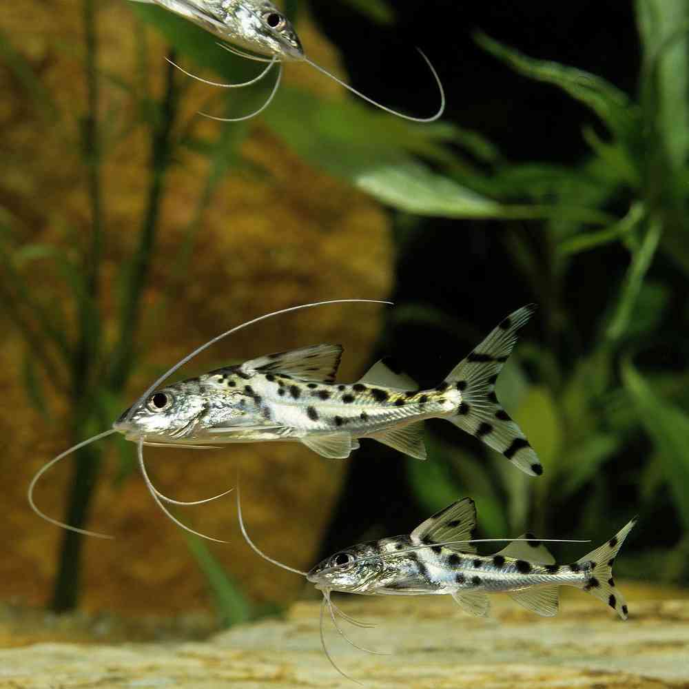 Image of a pet breed in the gallery