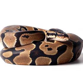 Ball Python