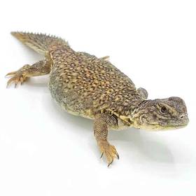 Uromastyx