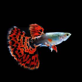 Fancy Guppy