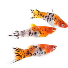 Platy Fish