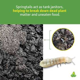 Springtails