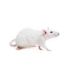 Live/Frozen Medium Rat