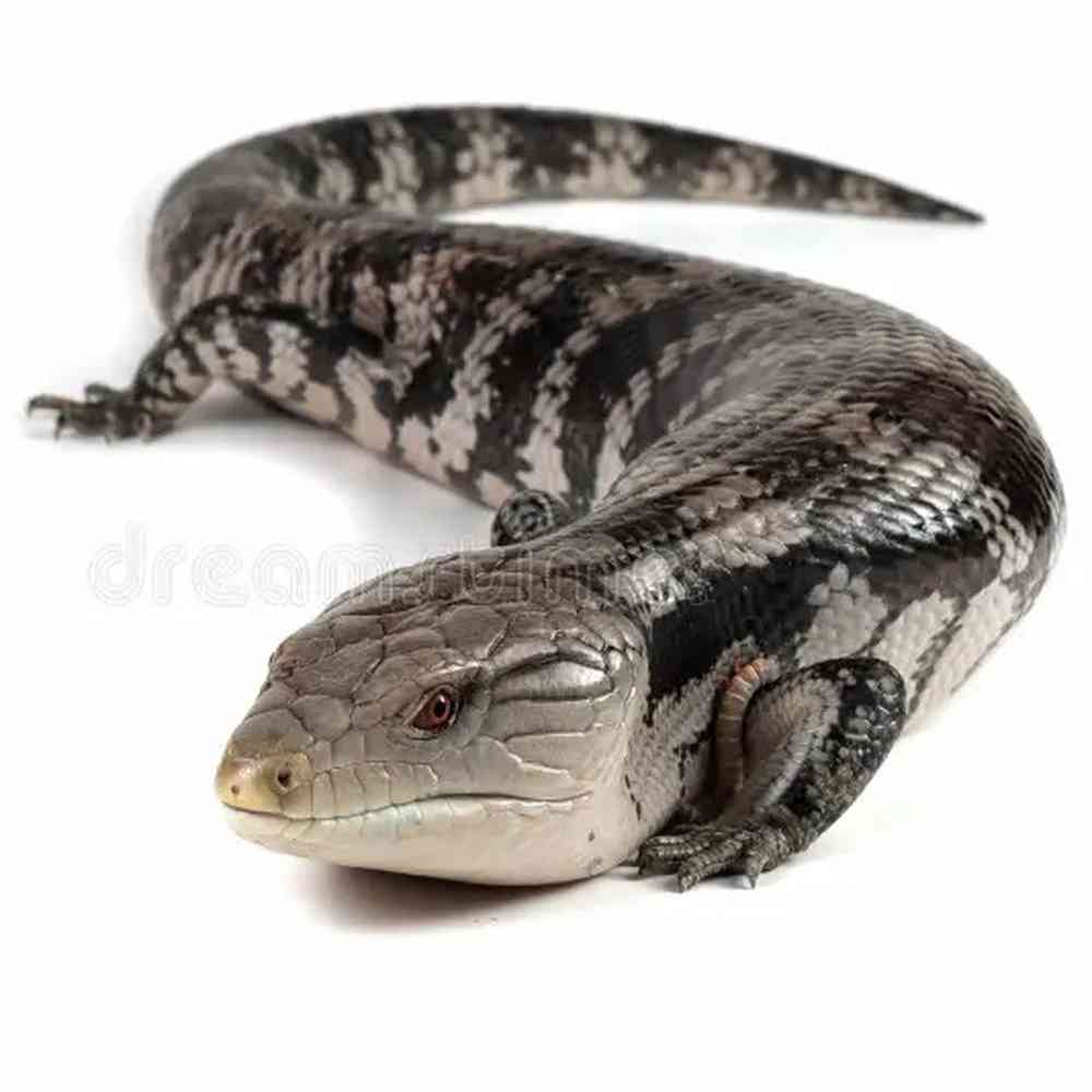 Image of a pet breed in the gallery